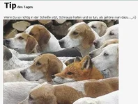 Fuchshund.webp