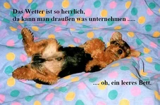 hundi im Bett1.webp