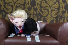 12-erschreckend-geniale-Katzen-05.webp