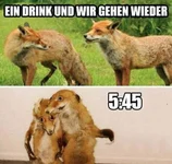 foxies-dont-drink.webp
