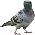 Taube.webp