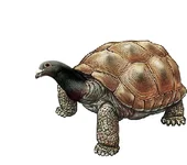 turtletaube.webp