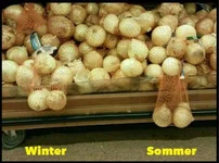 Zwiebel_alt750.webp