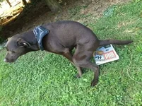 Hund.webp