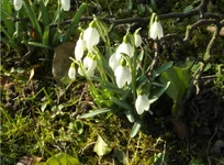 Schneeglöckchen.webp