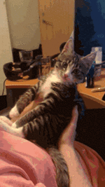 Pfui.gif