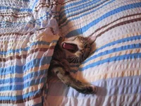 cat_n.webp