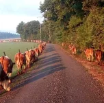 rettungsgasse.webp