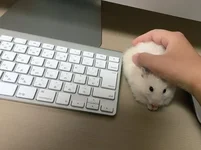 maus.webp