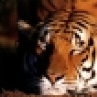 Tigga