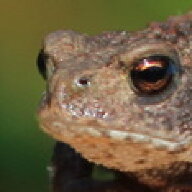 macholino