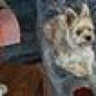 dustyhund