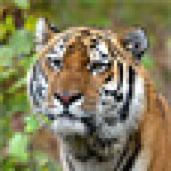 tiger08