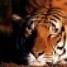 Tigga