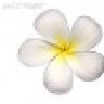phang