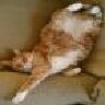 Garf12