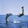 Clddelfin