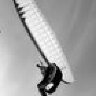 AirFly