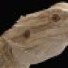 pogona187