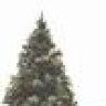 Spruce