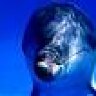 littledolphin