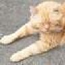 Jerry
