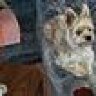 dustyhund