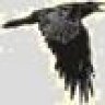 raveno