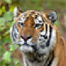 tiger08