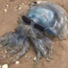 ShinoX