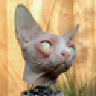 tom_cat