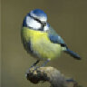BLAUMAISE66