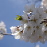Sabijen