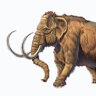 Mammut