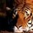 Tigga