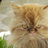 Wusel