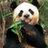 Pandaman