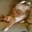 Garf12