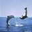 Clddelfin