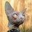 tom_cat