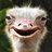 ostrich101056