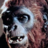 Schlock