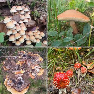 Im Reich der Pilze