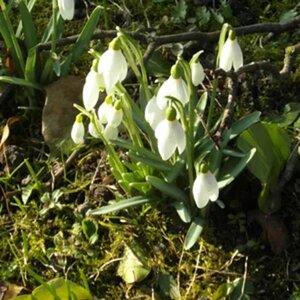 Frühling