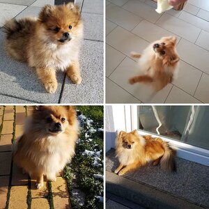 Mein Hund Bobby