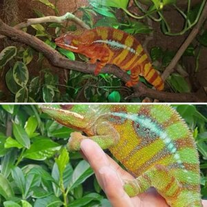 Furcifer pardalis / Pantherchamäleon