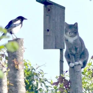 Tierfotos von Promenader
