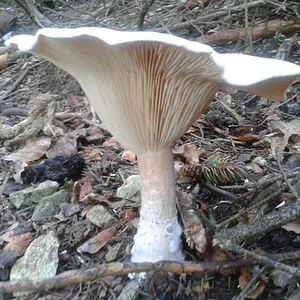 Bilder von meinen "Pilz-Ausflügen" - grosser Mönchskopf