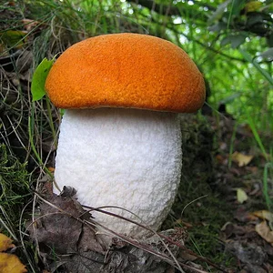 Bilder von meinen "Pilz-Ausflügen" - Rotkappe
