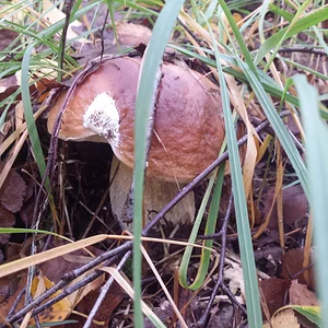 Steinpilz